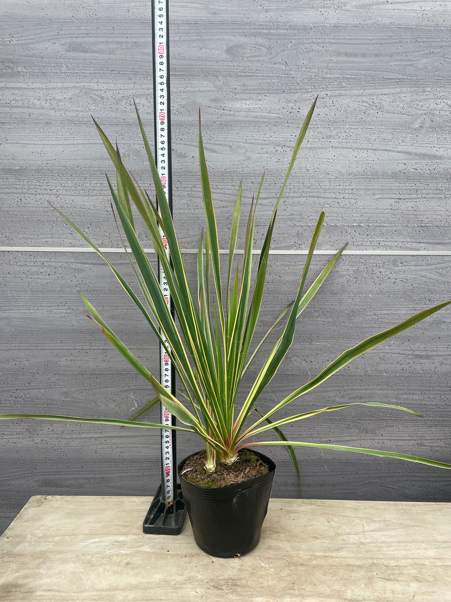 No.06010　岡本緑花　ユッカ　ブライトエッジ　5号苗ポット