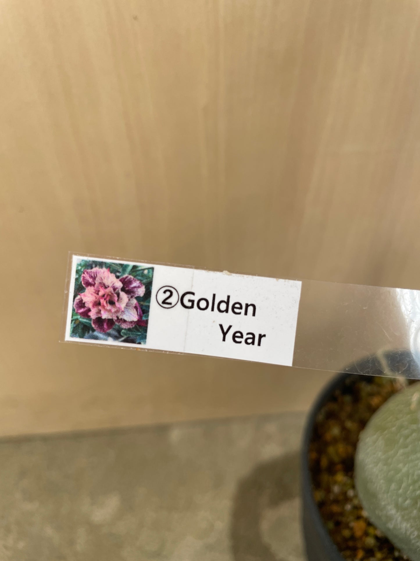 No.04047　アデニウム　Golden Year　4号鉢