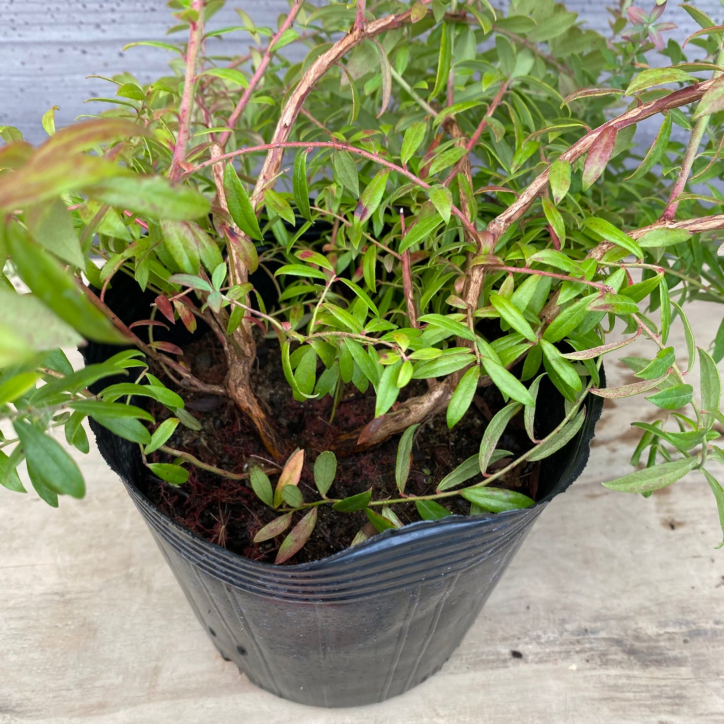 ブルーベリー　ローザスプラッシュ　5号苗ポット　★1本で結実します