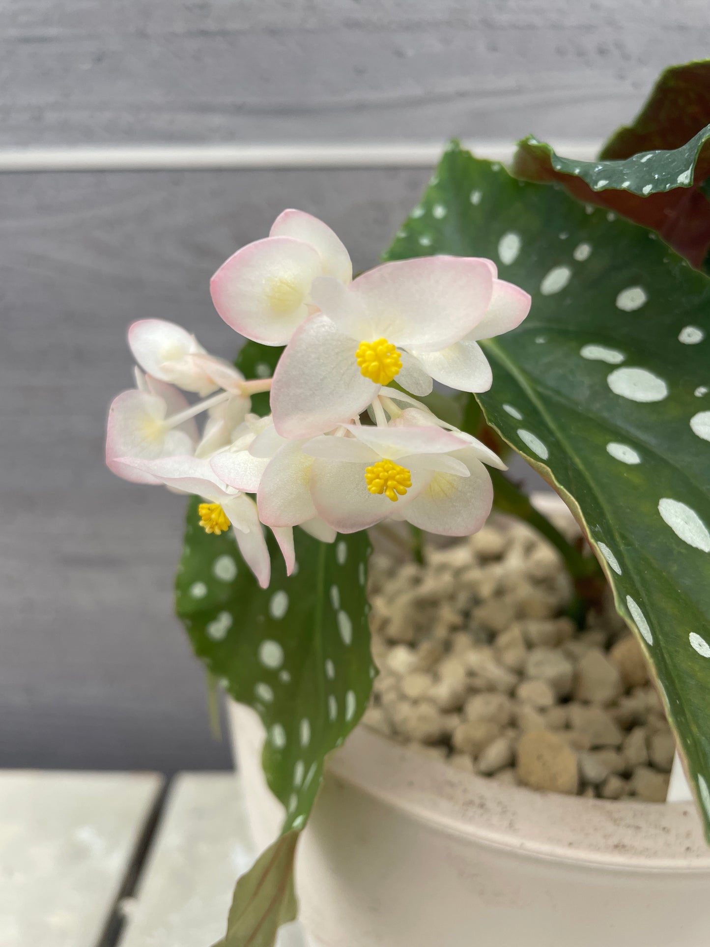 花郷園★木立性ベゴニア　Annan Grace　6号ポット植替え済み