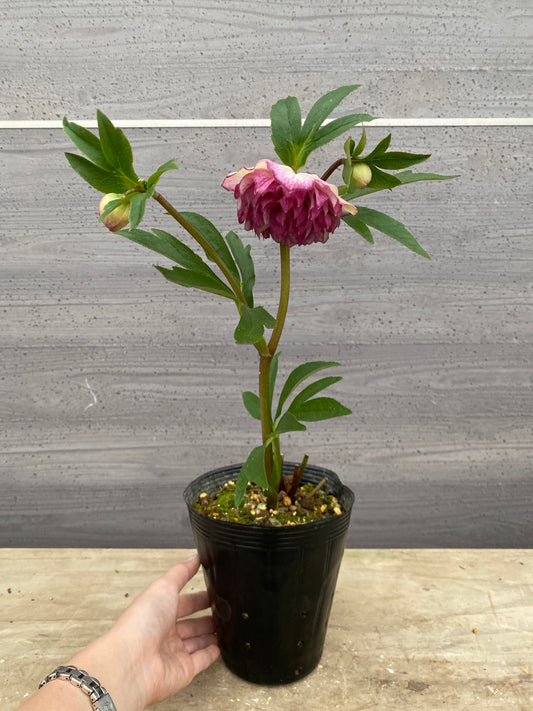 No.05149　横山園芸★クリスマスローズ　プリマドレス　5号苗ポット