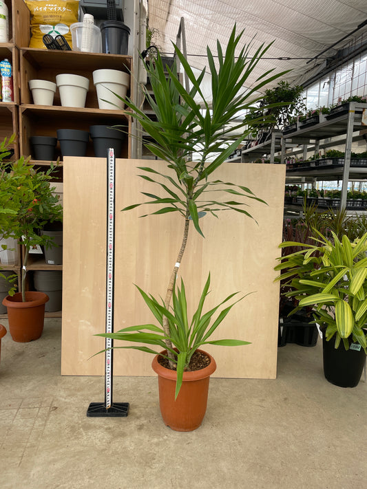 No.17003　ドラセナ　ナビー　7号鉢