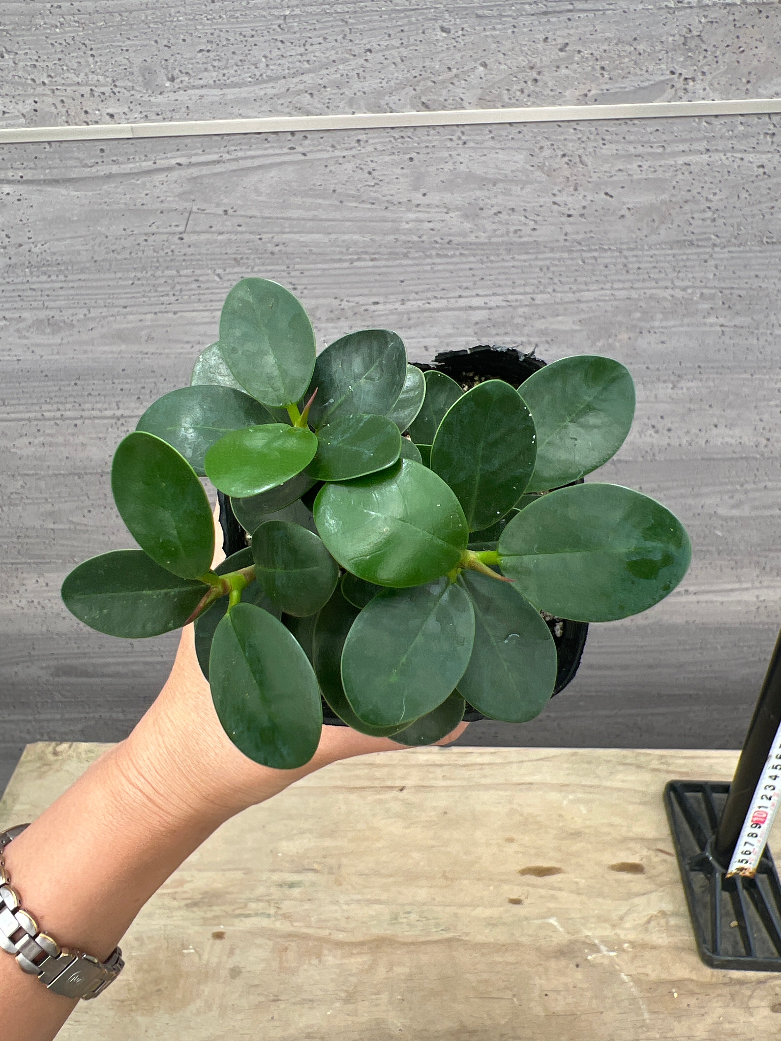 植物家族