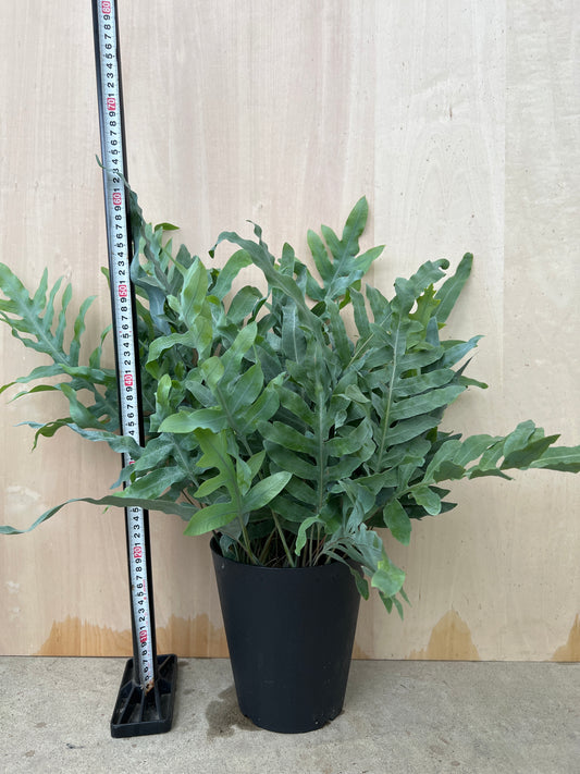 No.31037 フレボディウム ブルースター 6号鉢