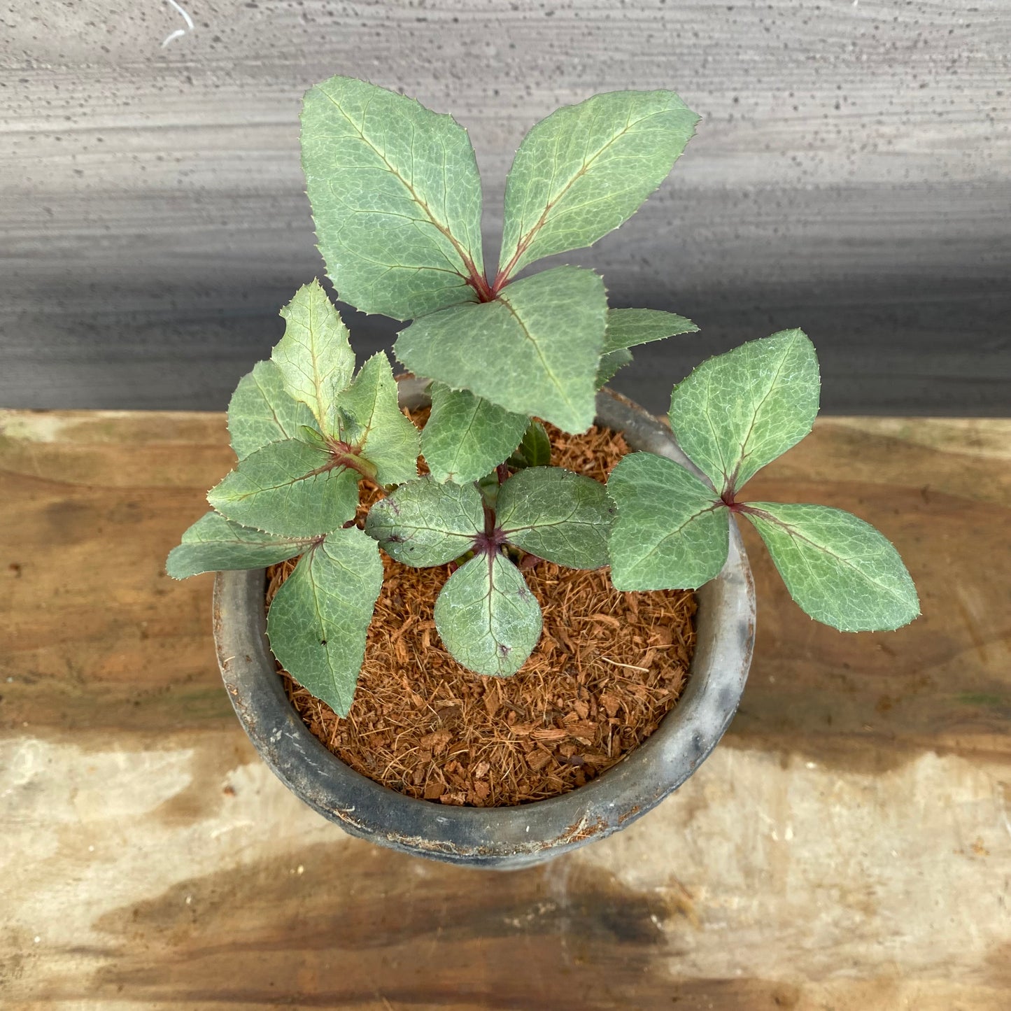 クリスマスローズ　リヴィダススレーティリーフ　キューガーデンポットグレー