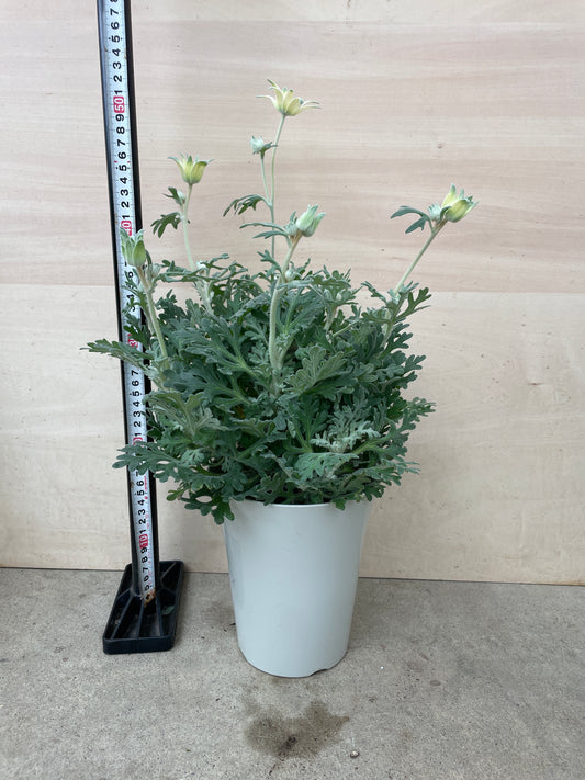 M29　フランネルフラワー　フェアリームーン　6号鉢