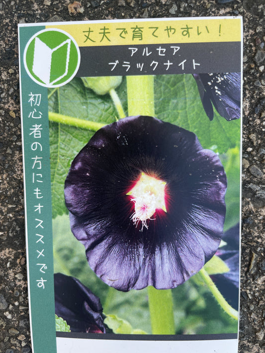 No.21036　アルセラ　ブラックナイト　3.5号苗ポット