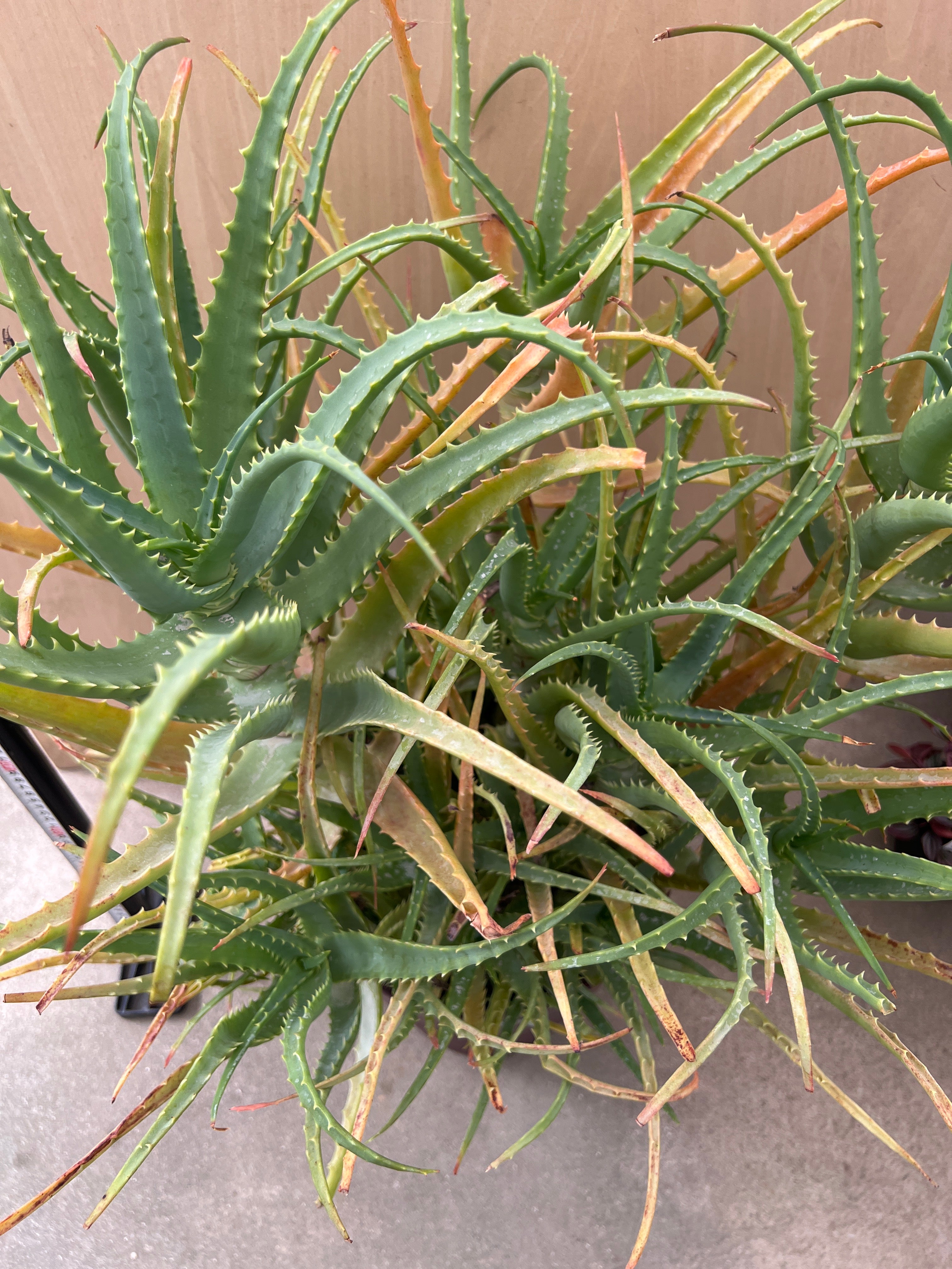 No.07085 木立アロエ 10号鉢 – 植物家族