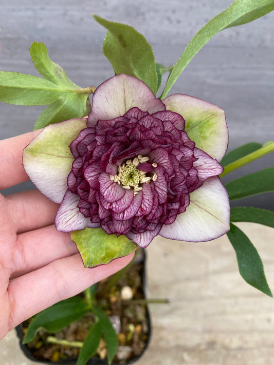 No.05118 横山園芸★クリスマスローズ プリマドレス 5号苗ポット