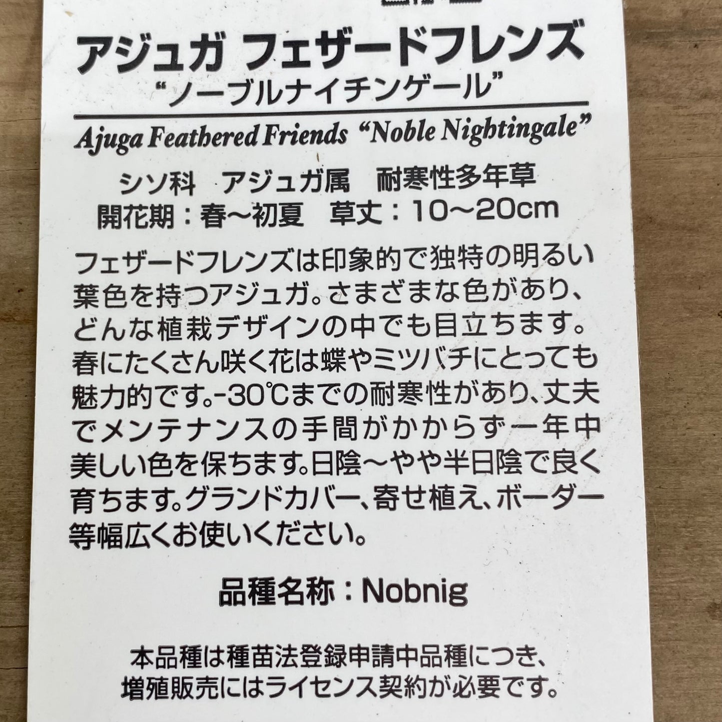 アジュガ　フェザードフレンズ　ノーブルナイチンゲール　5号苗ポット