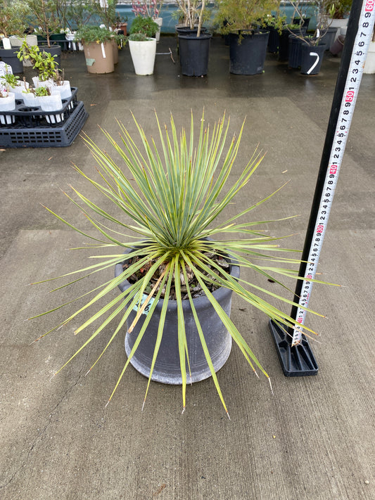 農場創業祭 No.26063 ユッカ ロストラータ 陶器鉢