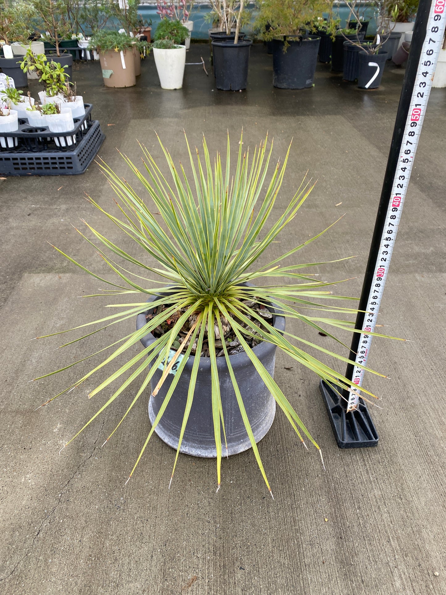 農場創業祭 No.26063　ユッカ　ロストラータ　陶器鉢