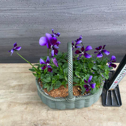 寄せ植えB　バスケット植え