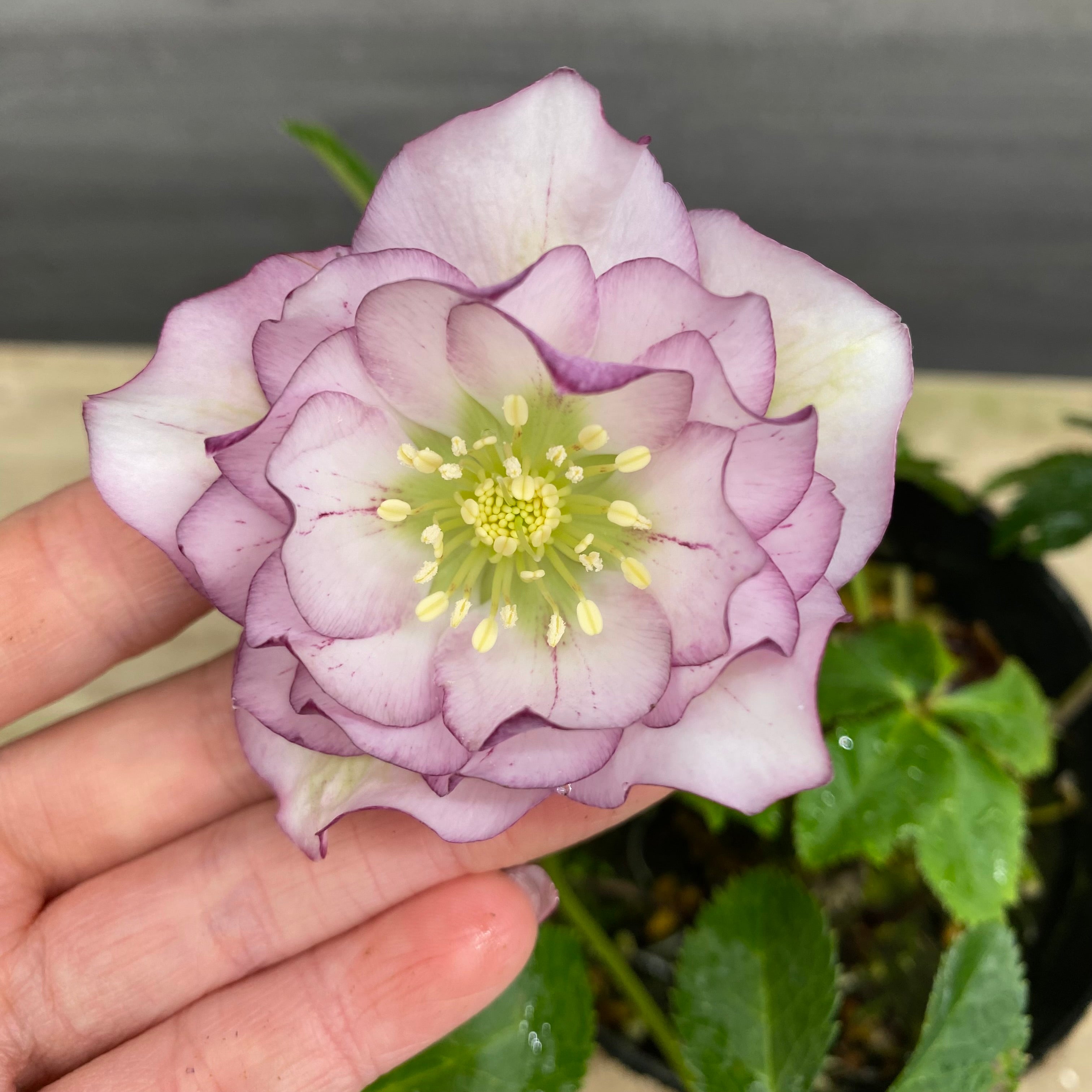 のぶさん様ご購入苗㉕-360クリスマスローズ 即売会 No.27093 クリスマスローズ ダブル咲き 4号苗ポット – 植物家族