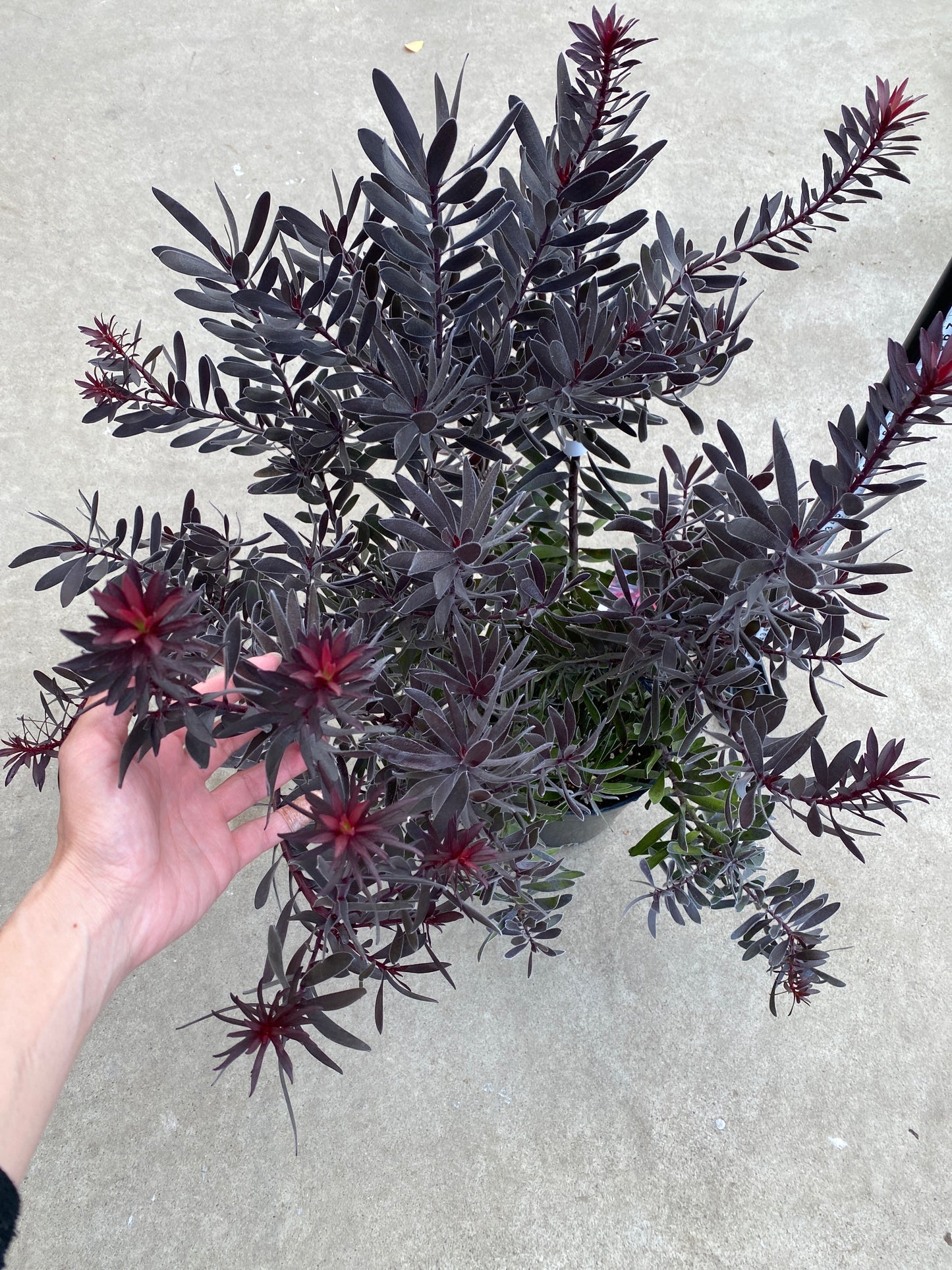 No.28037　リュウカデンドロン　デュリフ　7号鉢