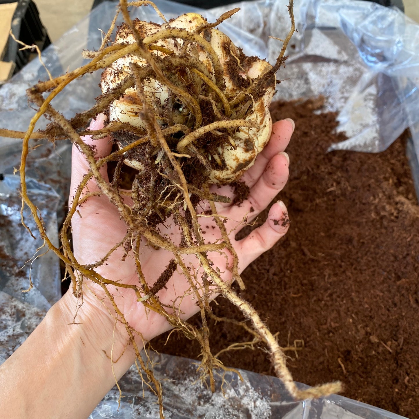 超特大球（北海道産）カサブランカ百合球根　1球