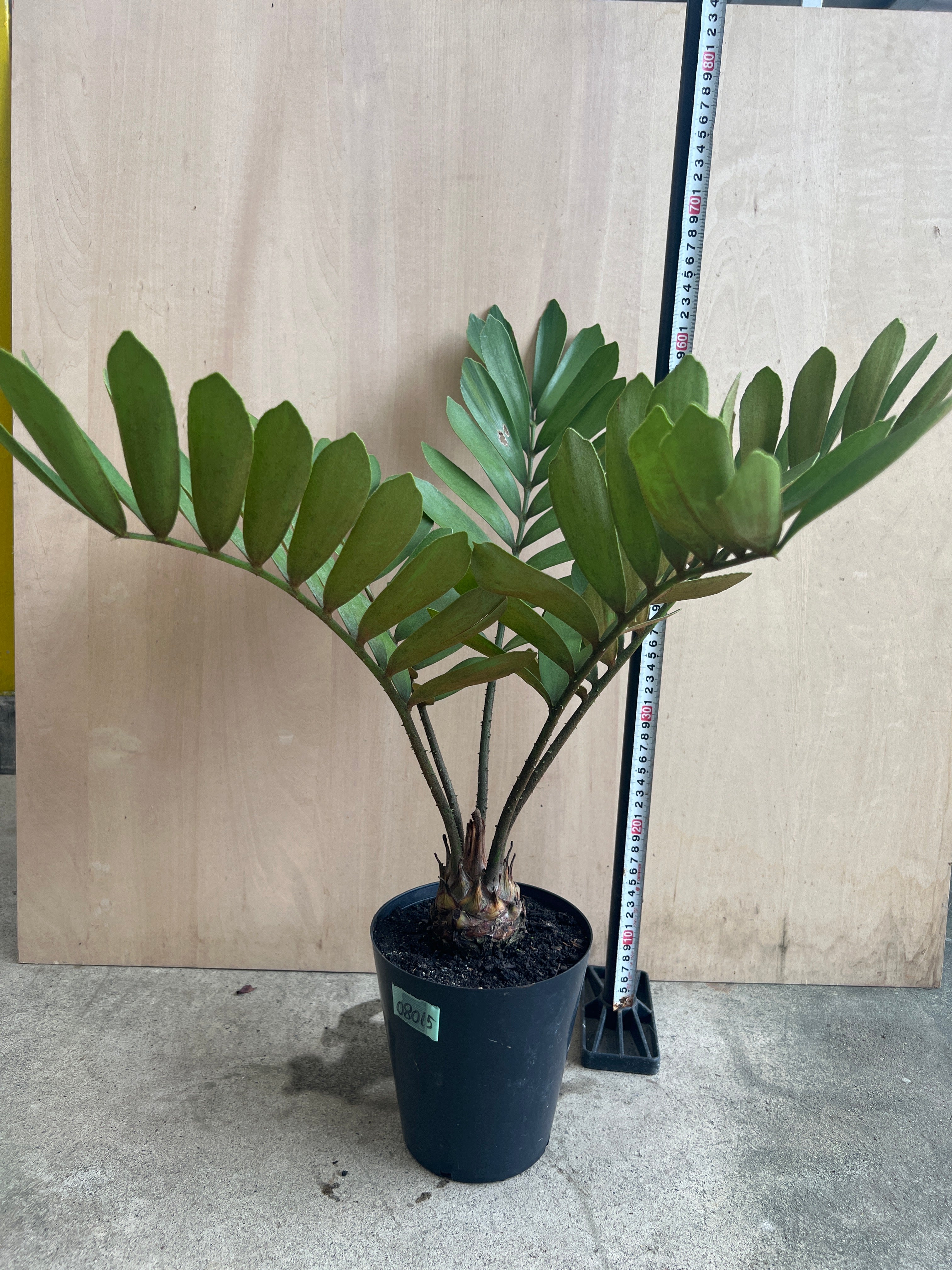 Pickup 全ての商品 – 植物家族