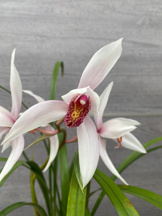 石田蘭園★和蘭　丹頂　蘭用肥料プレゼント