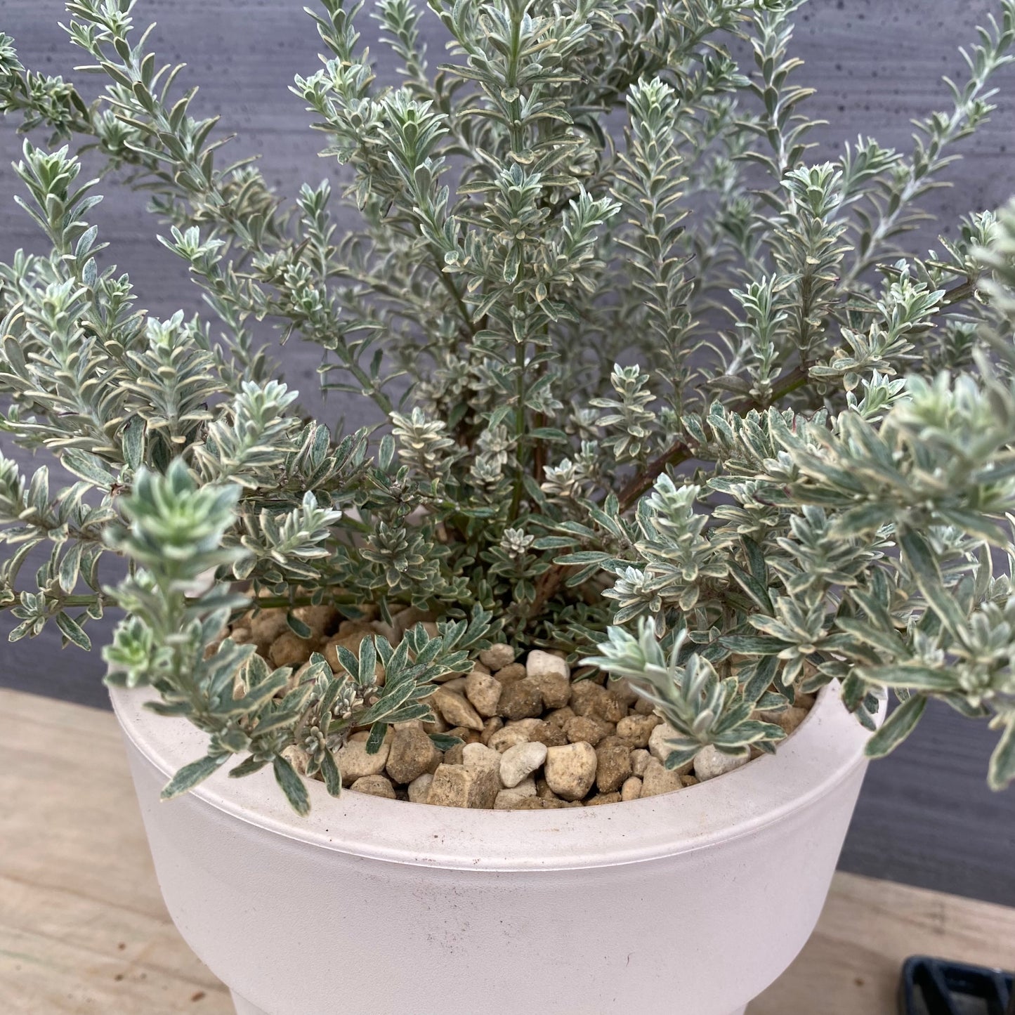 ウエストリンギア　スモーキーホワイト　オリジナルポット