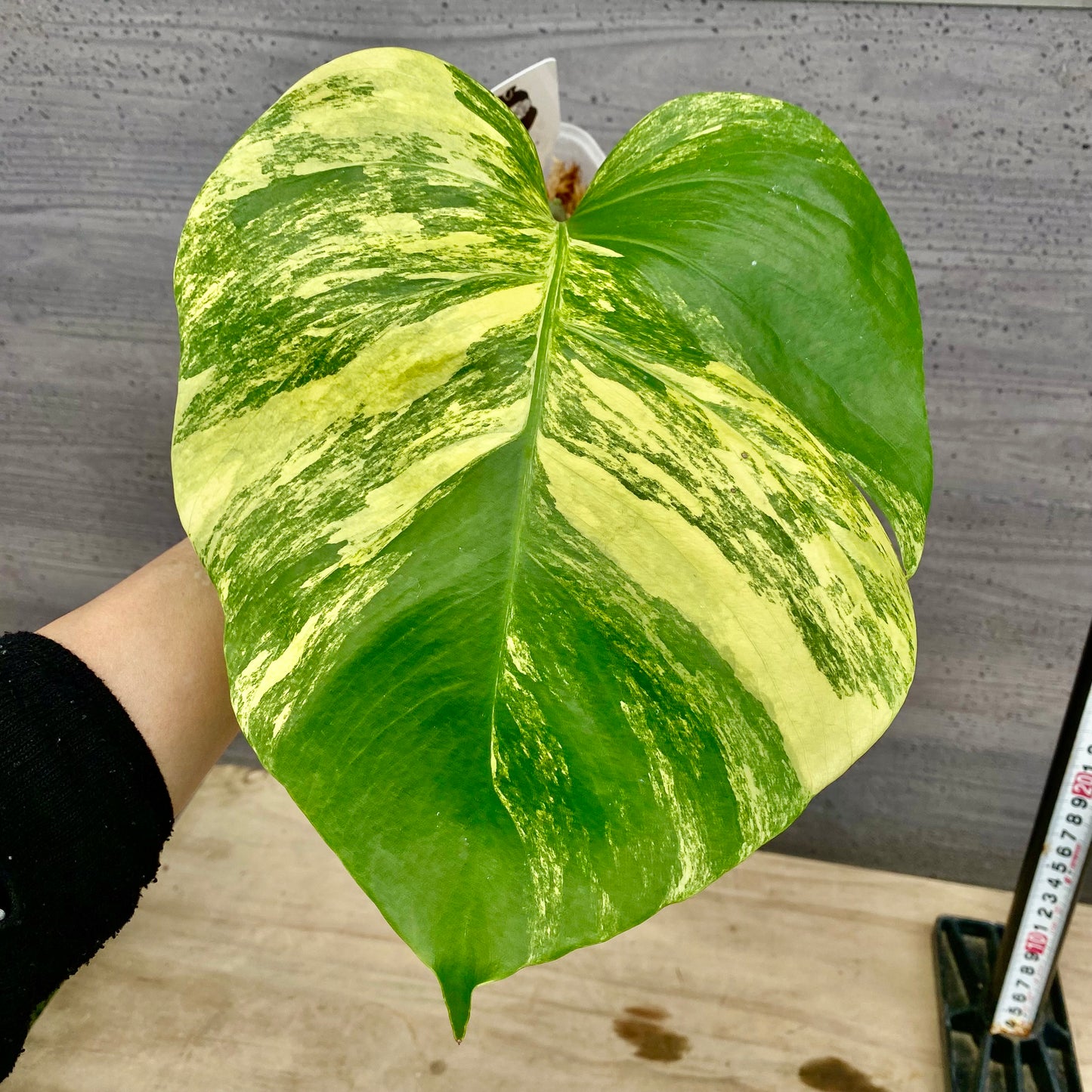 モンステラ　オーレア 枝切水苔仕立て　3号鉢