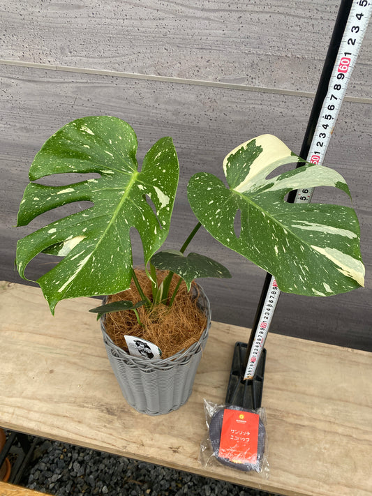 モンステラ　タイコンステレーション　5号スリット鉢/オリジナル色　MIKUNIバスケットグレー★おまけ付