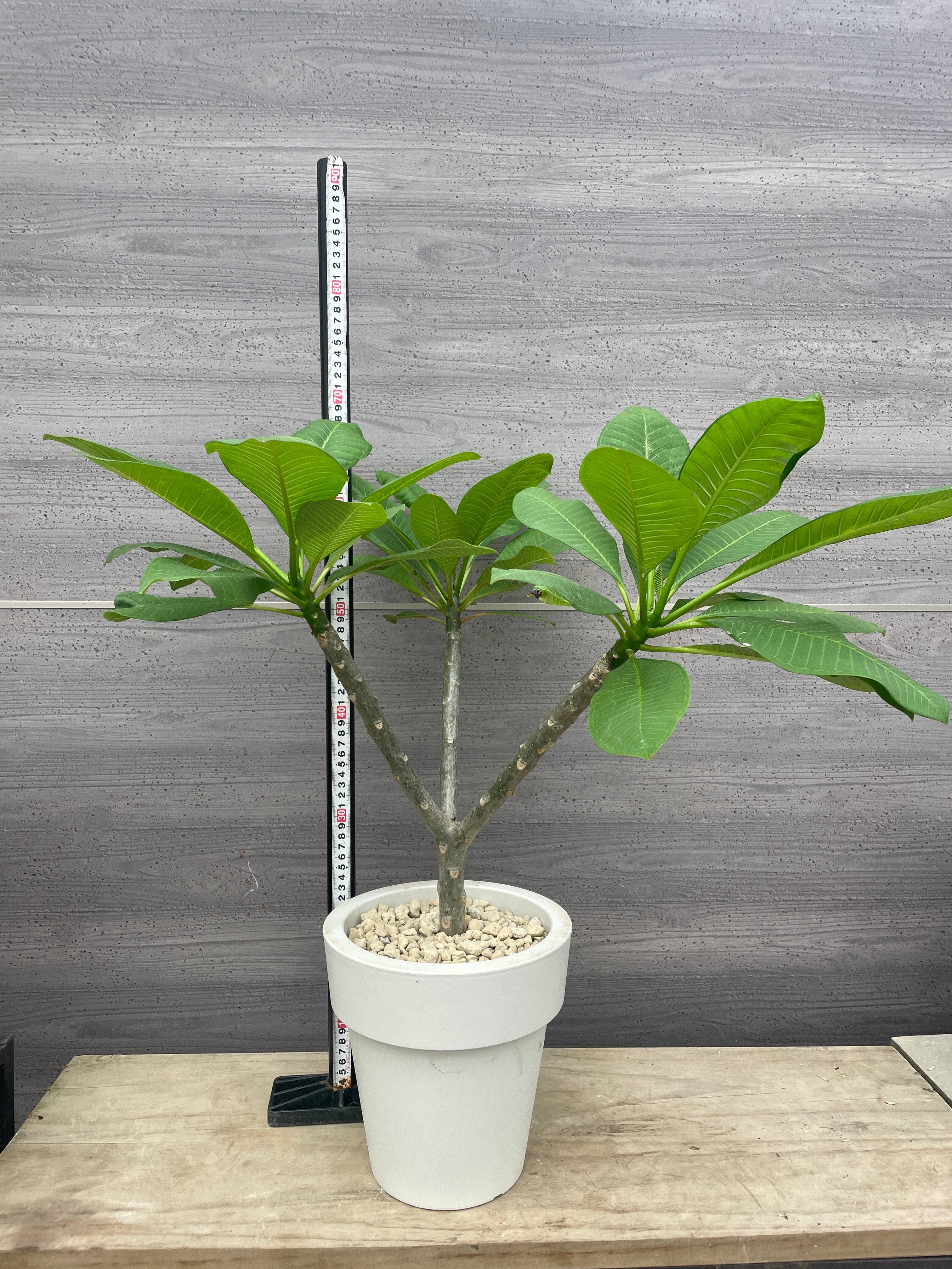 Pickup 全ての商品 – 植物家族