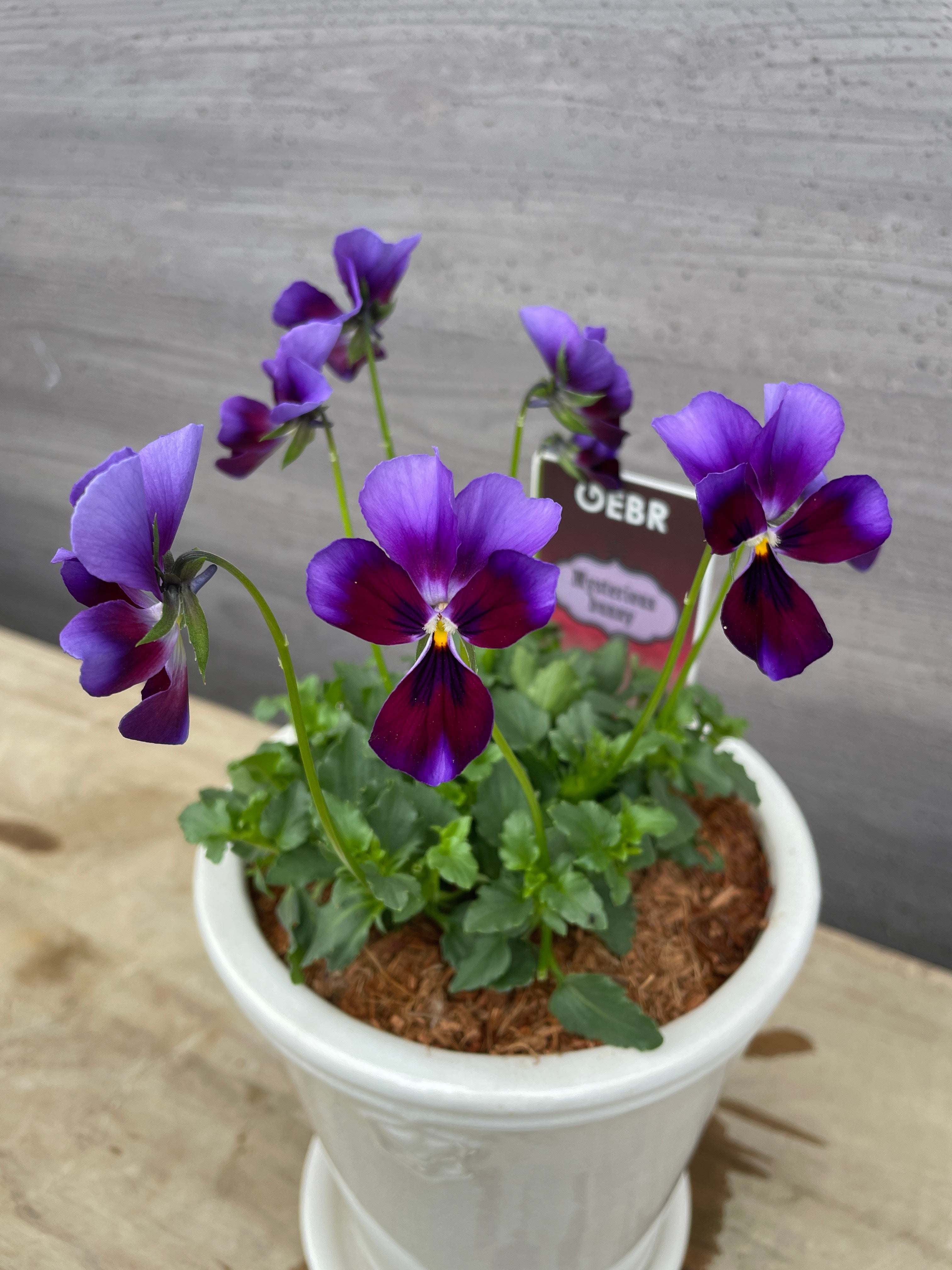 Pickup 全ての商品 – 植物家族