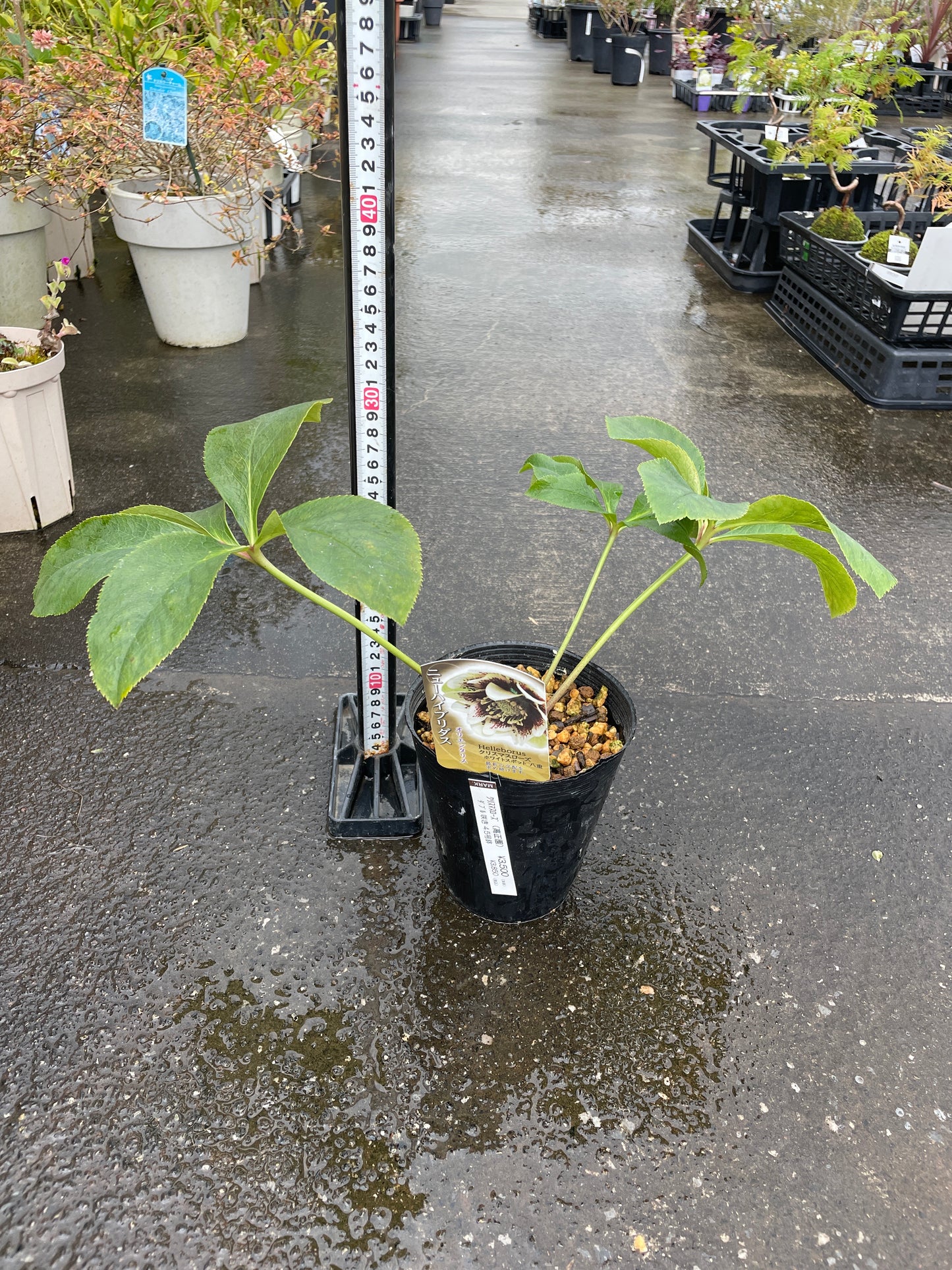 M44　クリスマスローズ　ホワイトスポット八重　4.5号苗ポット