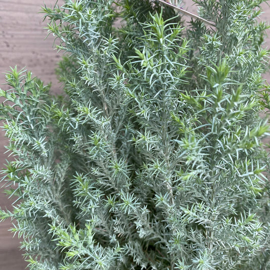 市場仕入れ即売会　No.25083　ローソンヒノキ　シルバースター　6号鉢