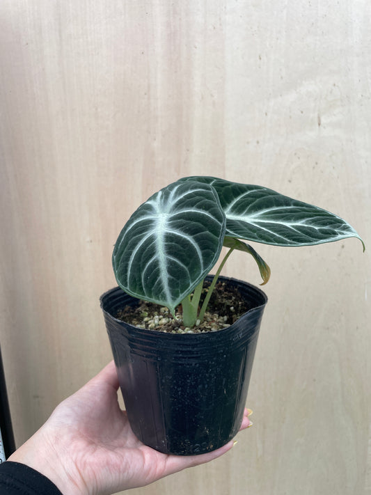 No.27021　アロカシア　ニンジャ　3号苗ポット