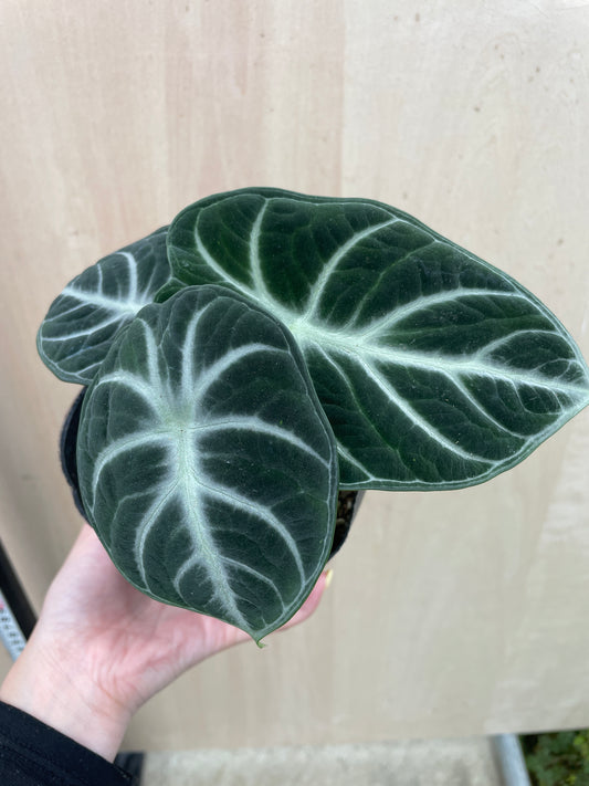 No.27021　アロカシア　ニンジャ　3号苗ポット