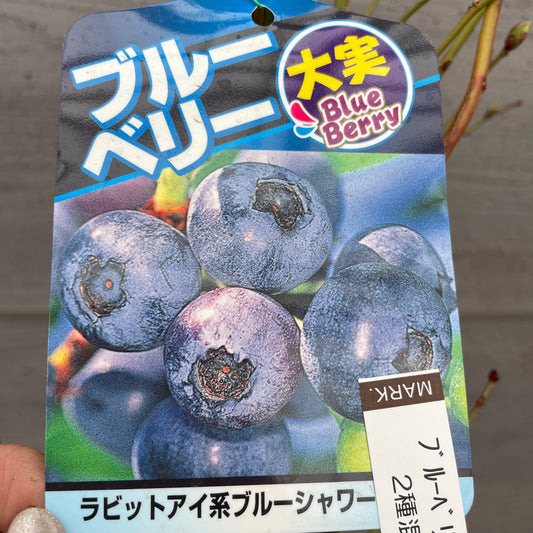 ブルーベリー(ラビットアイ系)2種混合植え 5号鉢