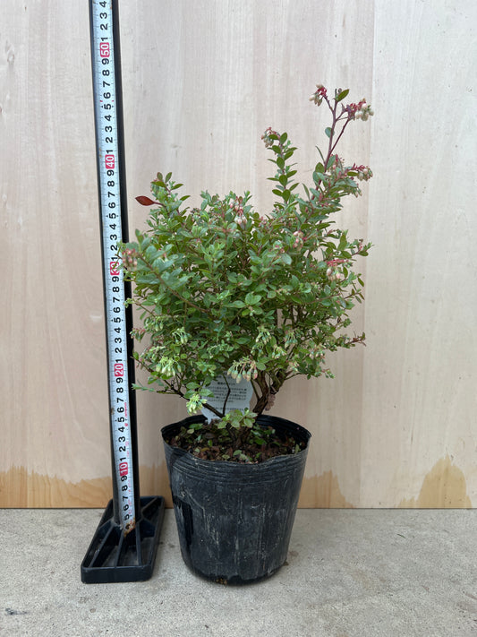 No.31044　ネイティブブルーベリー　プリティ　5号苗ポット