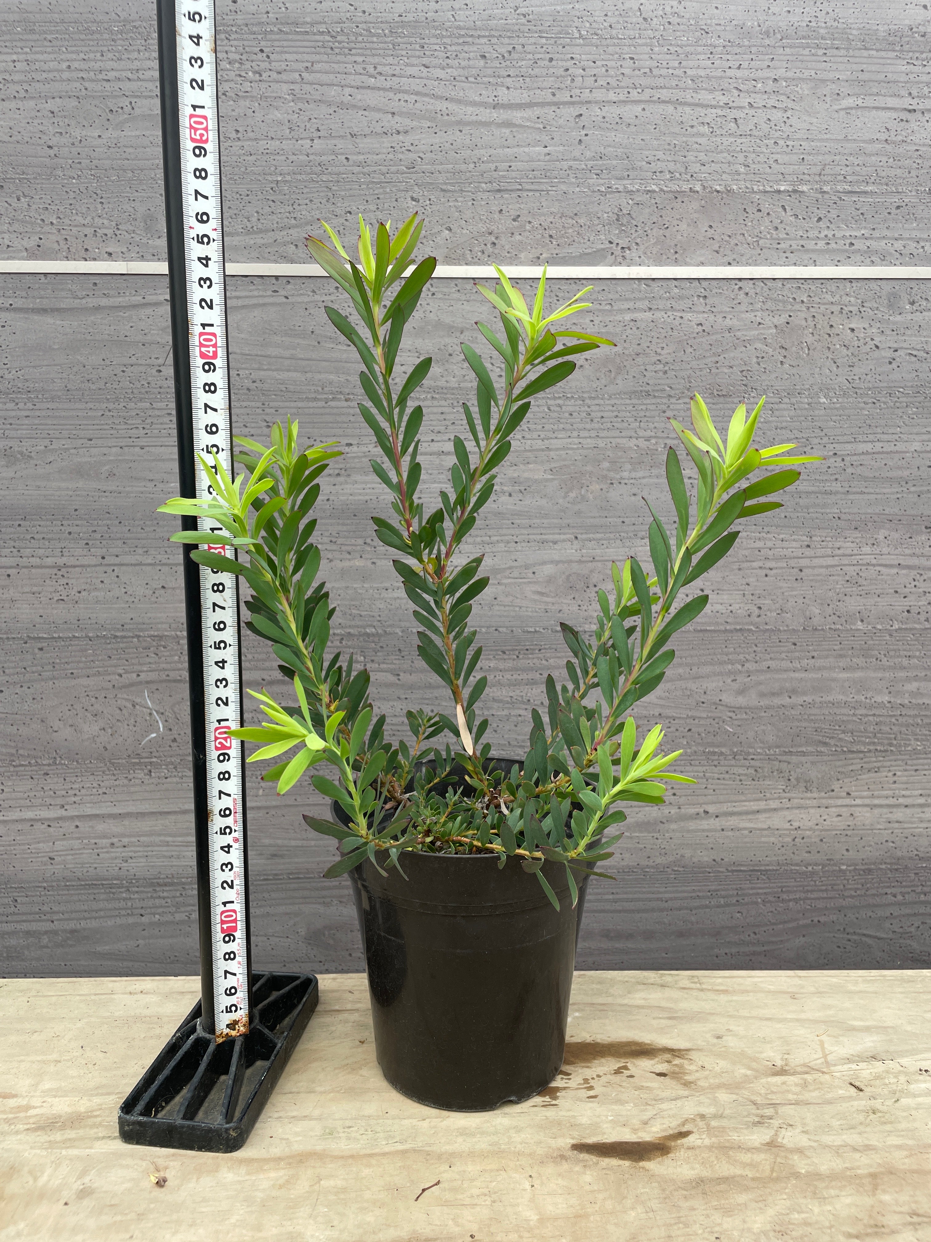 toさん専用 ちばちゃんの安心♡元気なWプランツ2苗樹 植物 – 植物家族