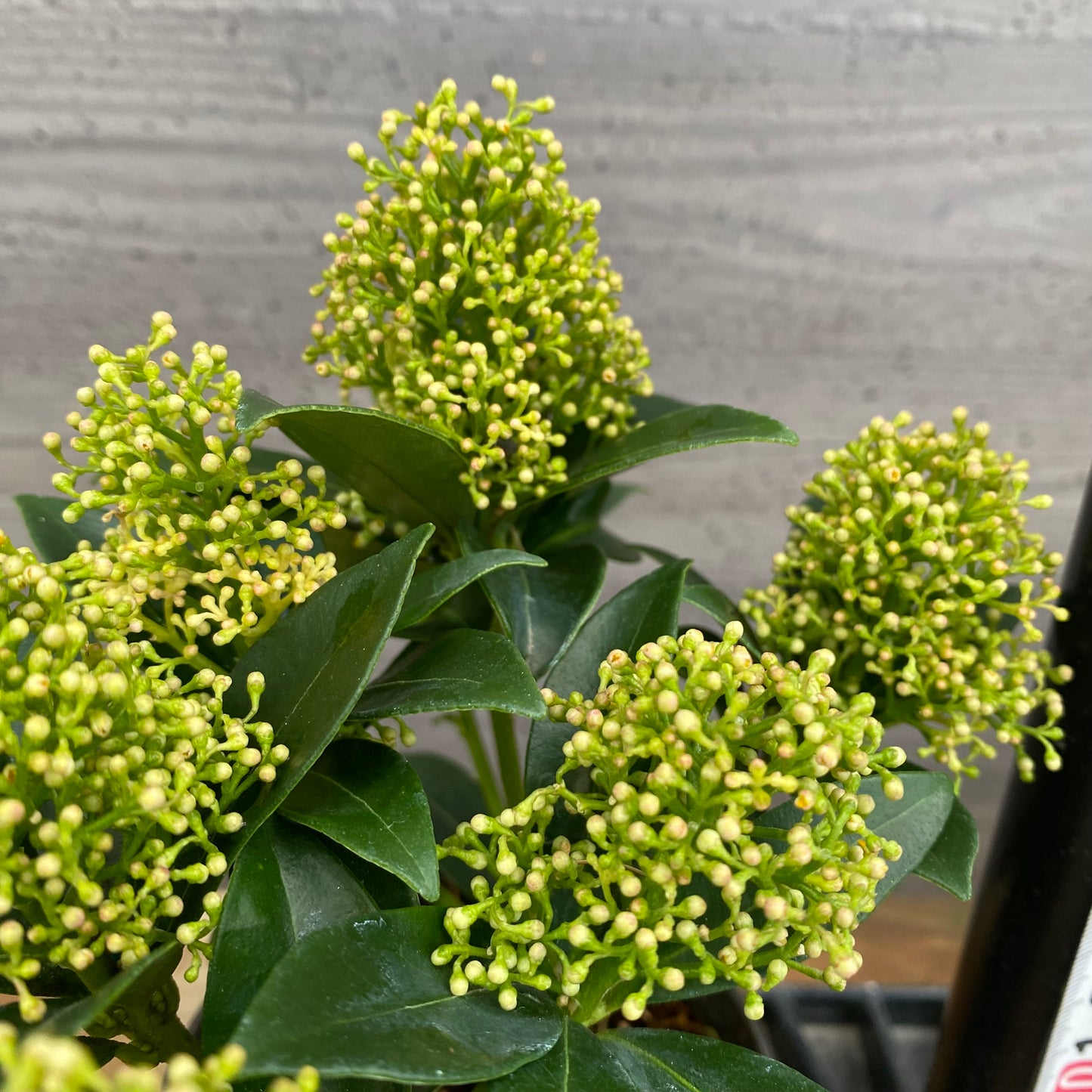 市場仕入れ即売会　No.25072　深山スキミア　ホワイトドワーフ　3号鉢