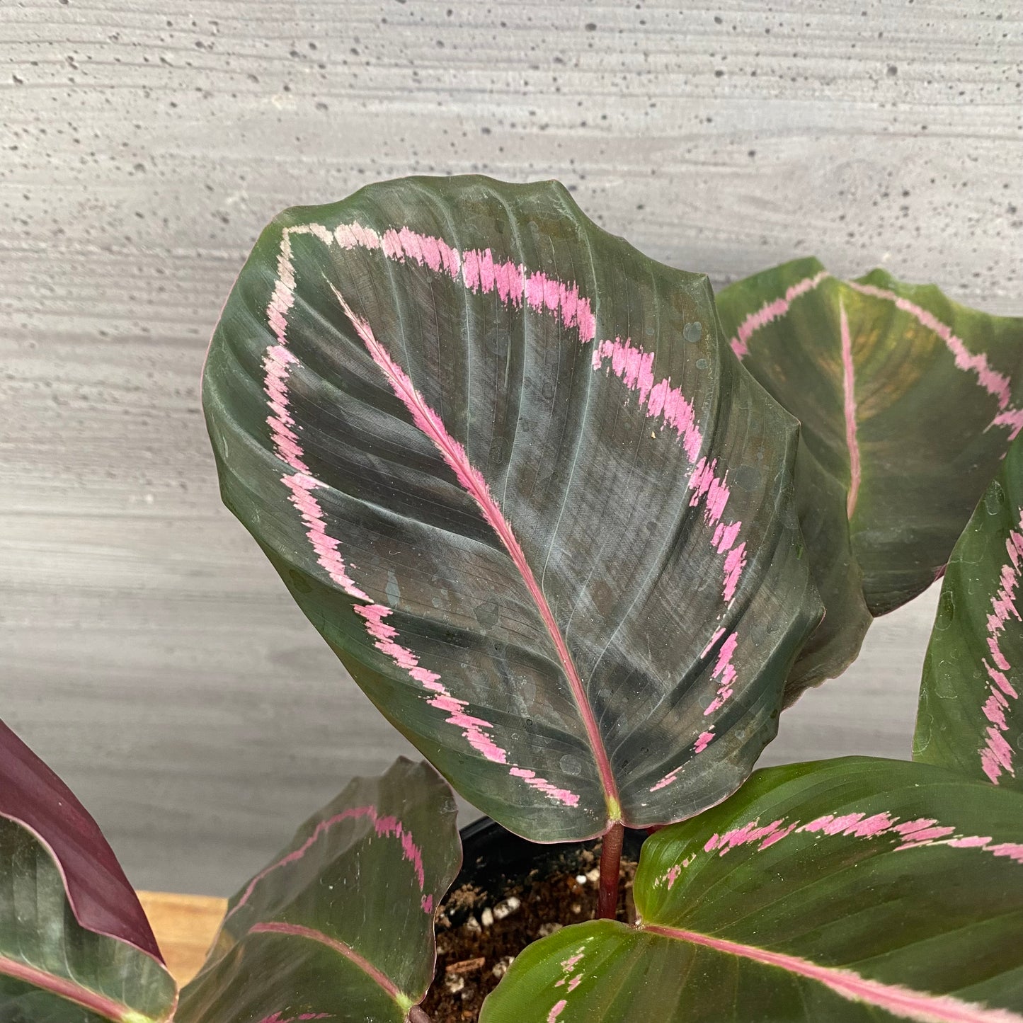 市場仕入れ即売会　No.25041　カラテア　ドッティー　5号鉢