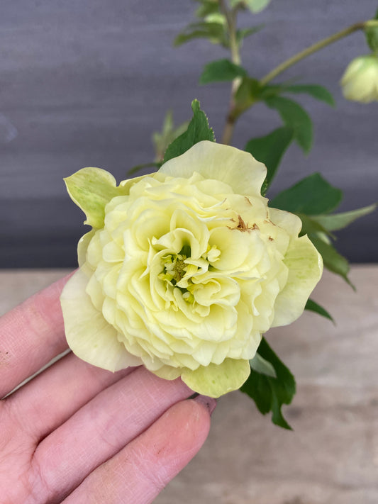 No.05145　横山園芸★クリスマスローズ　プリマドレス　5号苗ポット