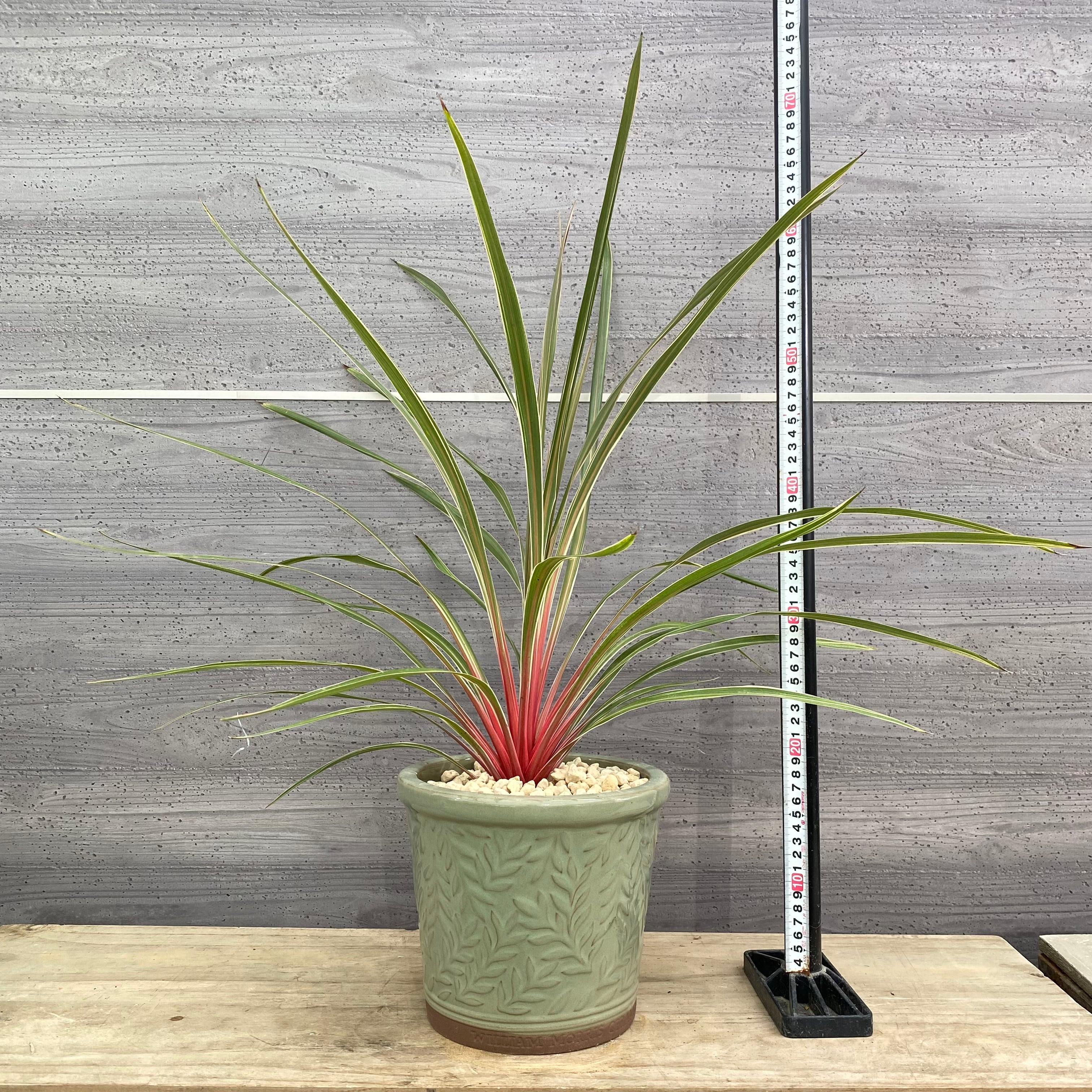Pickup 全ての商品 – 植物家族