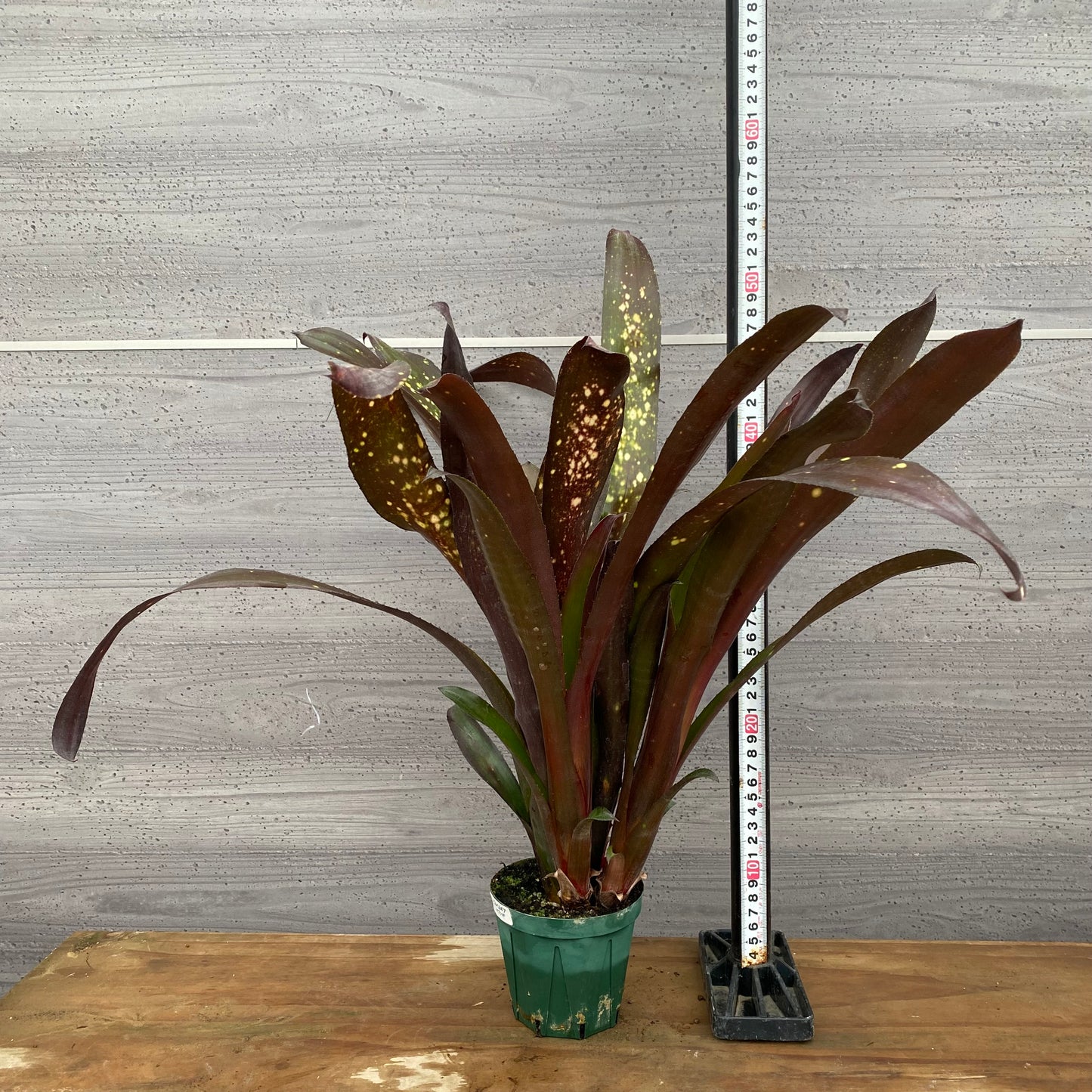 市場仕入れ即売会　No.25030　ビルベルギア　ハイブリッド　3.5号鉢