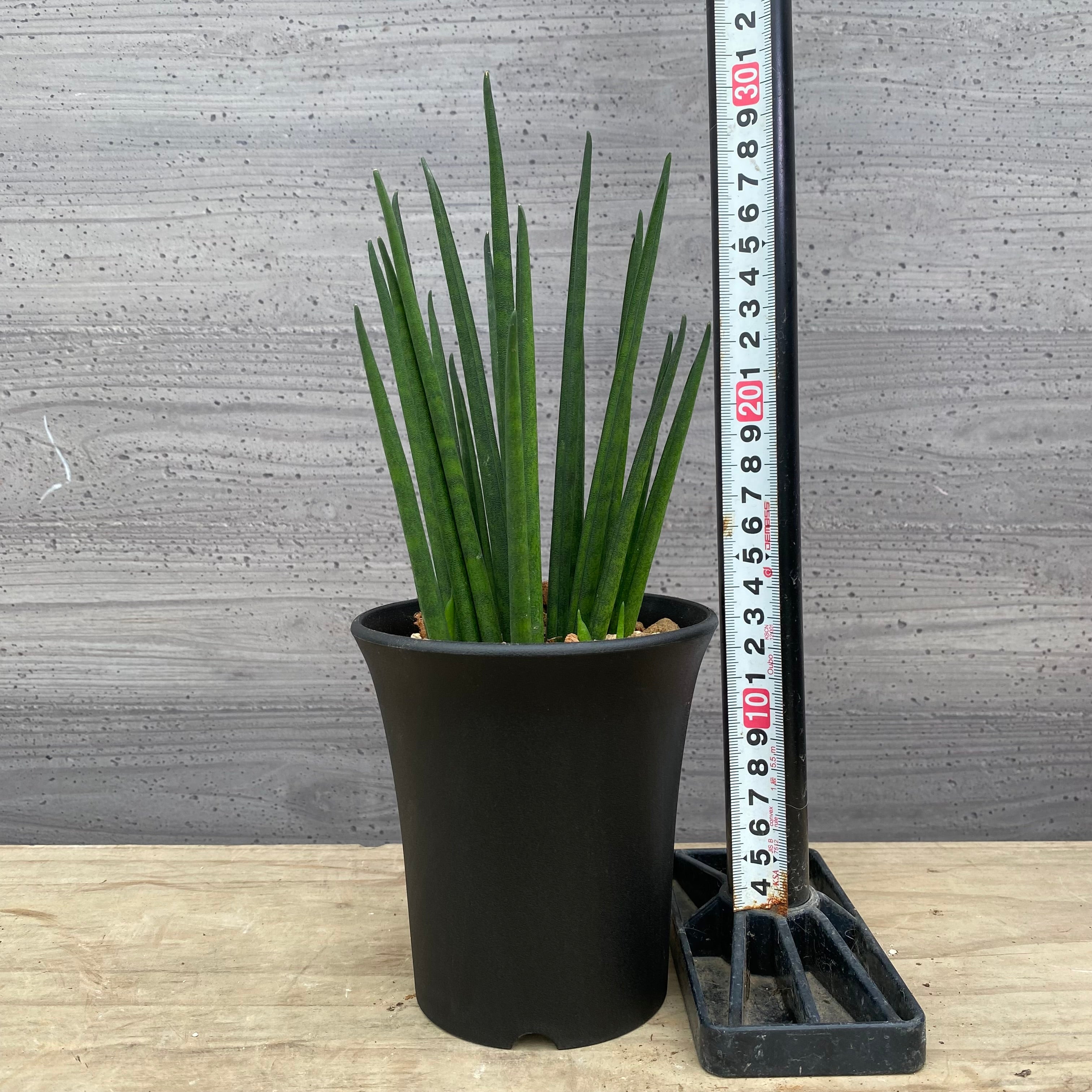 Pickup 全ての商品 – 植物家族