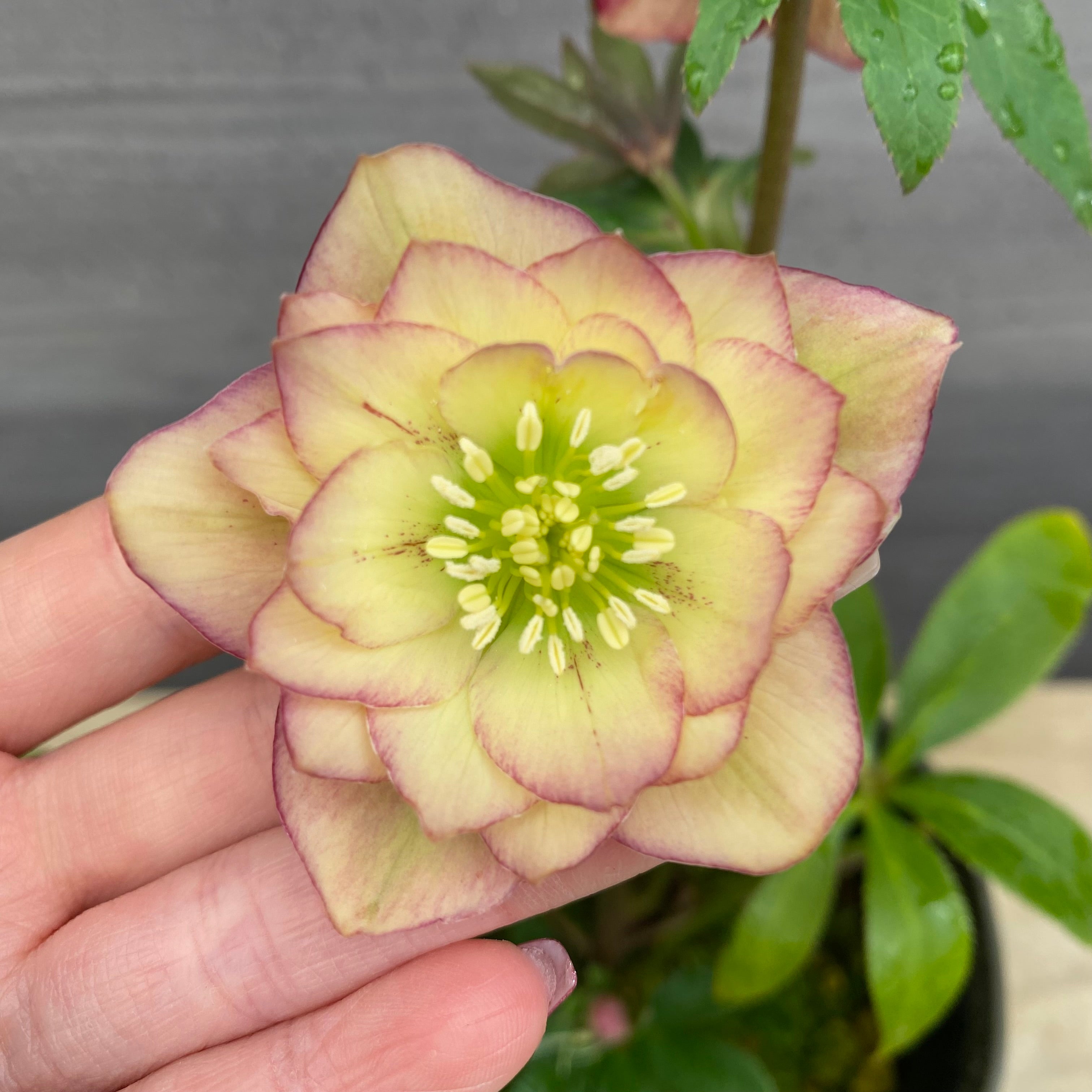 即売会 No.27063 クリスマスローズ ダブル咲き 5号鉢 – 植物家族