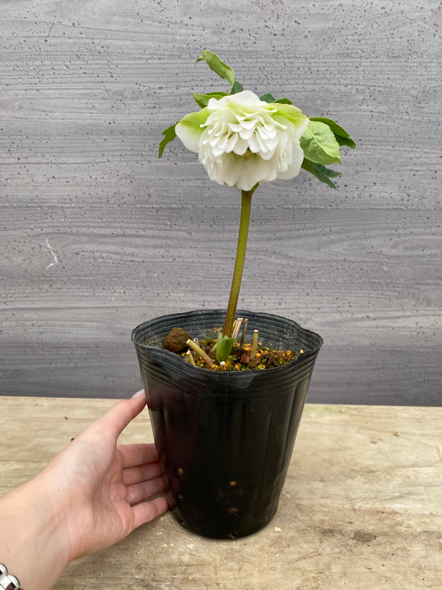 No.05113　横山園芸★クリスマスローズ　プリマドレス　5号苗ポット