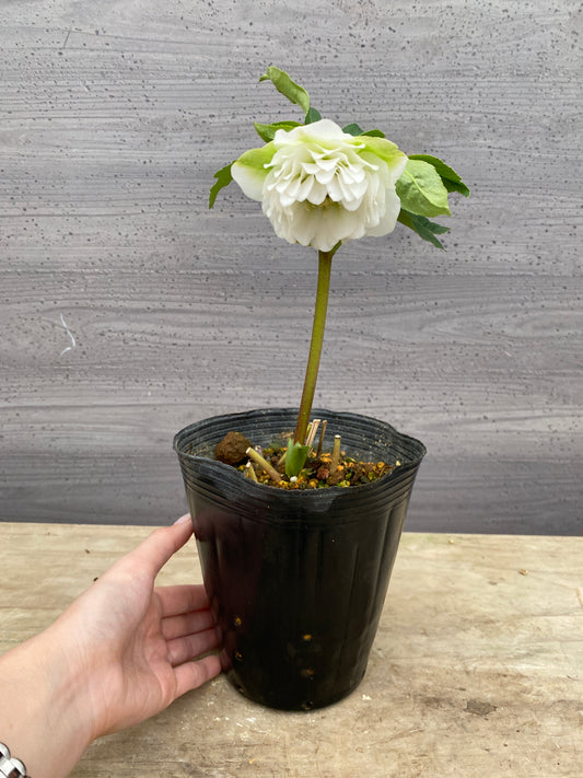 No.05113　横山園芸★クリスマスローズ　プリマドレス　5号苗ポット