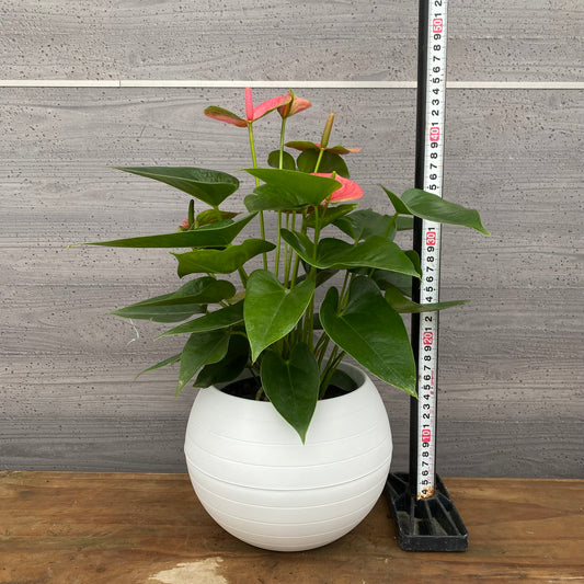 市場仕入れ即売会 No.25049 アンスリウム 7号底面給水鉢 白