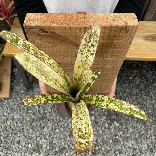 No.26006　ビルベルギア　Casablanca Bromeload　Cultivar Register　足場板仕立て