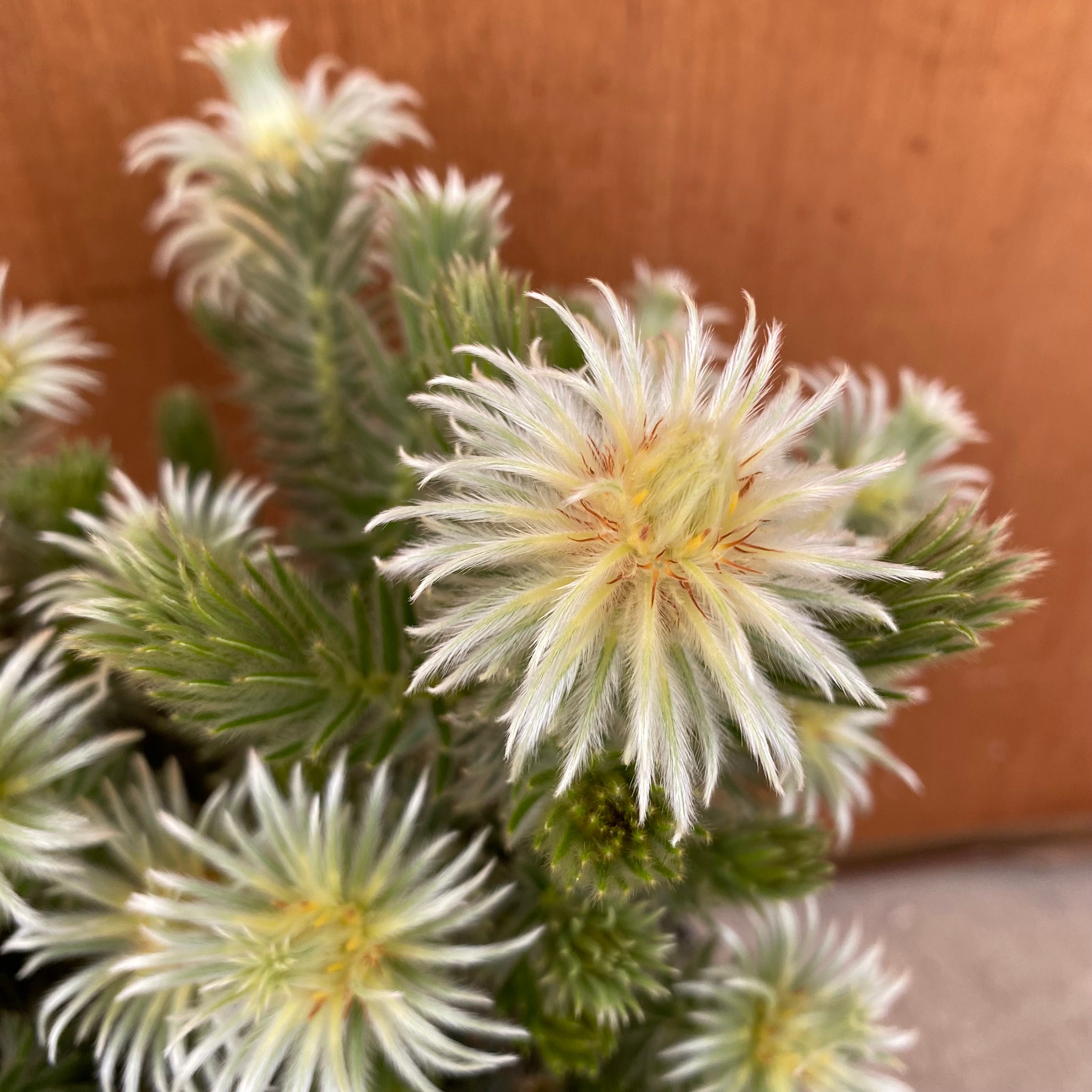 20035 フィリカ プベッセンス ワフトフェザー 8号鉢 – 植物家族