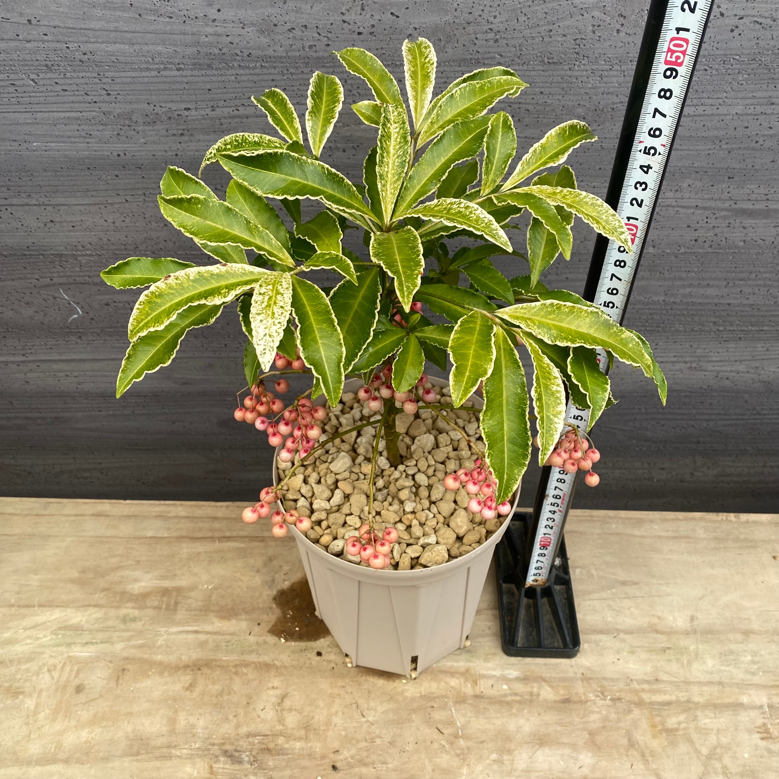 Pickup 全ての商品 – 植物家族