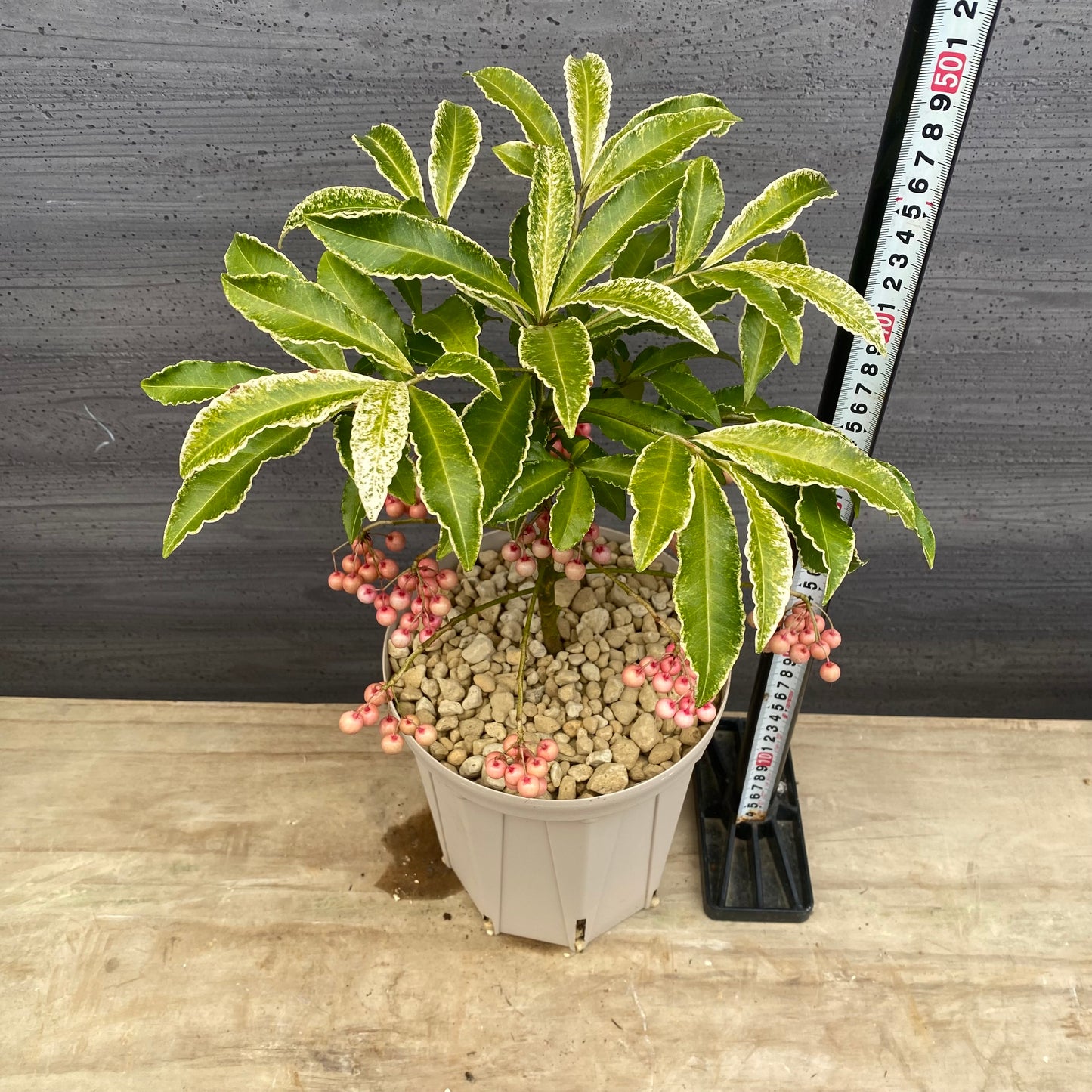 万両　斑入り　6号スリット鉢/オリジナル色