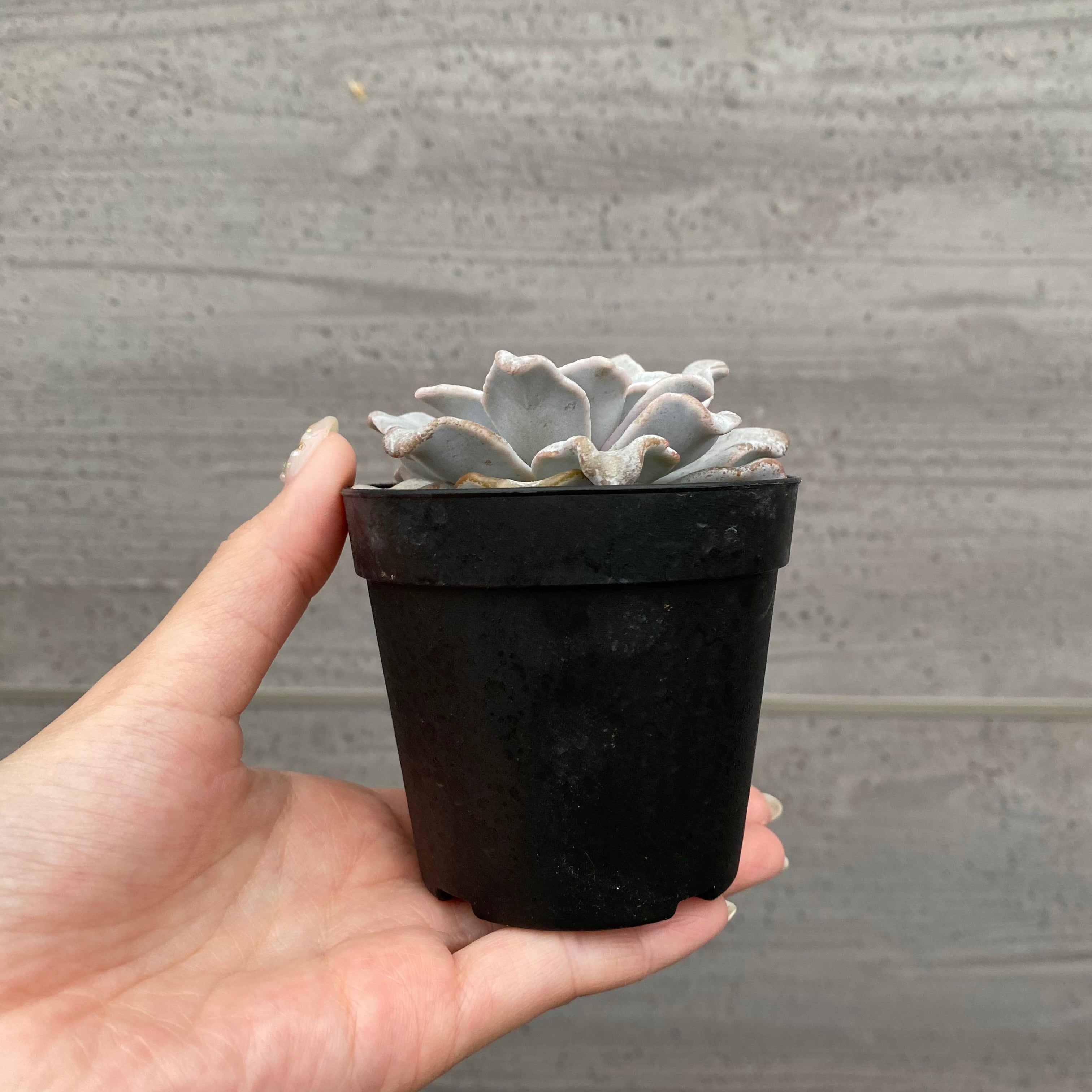 商品 – 植物家族