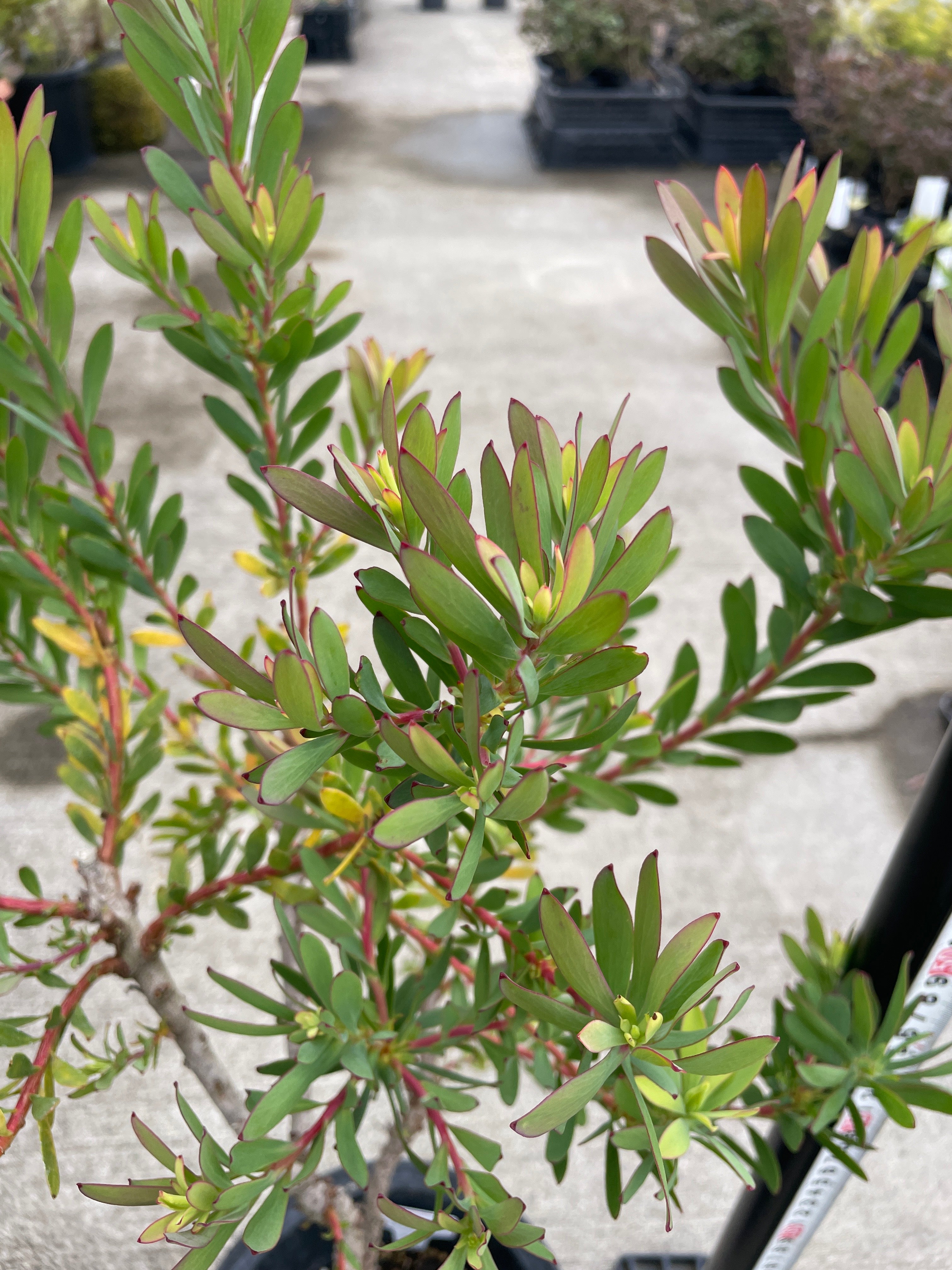 Pickup 全ての商品 – 植物家族
